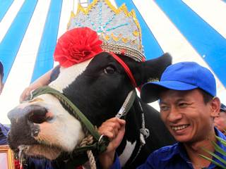 Vietnam's 'Miss Milk Cow' Beauty Contest Crowns Winner