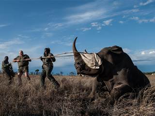 South African Rhinos Relocated to Escape Poachers