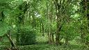 The woodland along the Nature Trail at Kites Hill