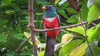 Ecuadorian trogon