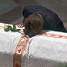 Quinn Bradlee, son of Benjamin C. Bradlee, at his father's funeral.