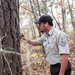 Robin Donohue, a wildlife biologist, inspected a pitch pine at the Wertheim National Wildlife Refuge in Shirley, N.Y., this week.