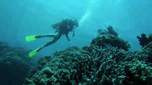 These scuba divers are among the 2 million tourists who visit the Great Barrier Reef each year. They contribute about $5.6 billion to Australia's economy, according to the Queensland government.