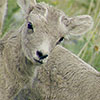 Peak to Peak: An Intimate Look at The Bighorn Sheep of the Rockies