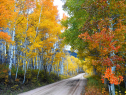 Charles Scherbel took this photo "along Gold Creek Road, Ohio City on October 9."