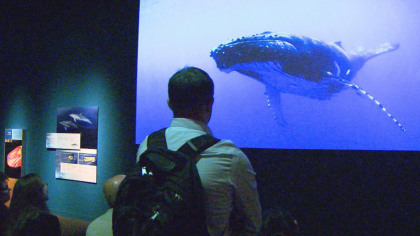 The Whales exhibit at the Denver Museum of Nature and Science (credit: CBS)