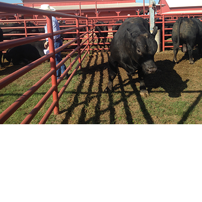 VIDEO: Battered By Years Of Drought, Texas Cattle Ranching Rebounds