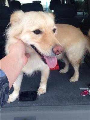 Lost dog near Parkwood and Dallas North Tollway in Walmart shopping center