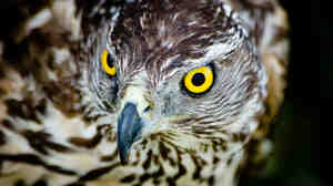 It was Helen Macdonald's relationship with a goshawk like this one that helped her to grapple with the loss of her father.