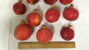 These pomegranates are about an inch smaller than the typical size, but they're packed with antioxidants.