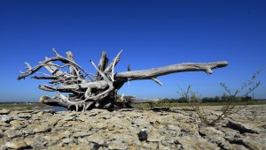 A tree trunk is exposed where water used to be in Bridgeport Lake, which is over thirty feet (9 meters) below normal levels, in Bridgeport, Texas, USA, 04 September 2013. 