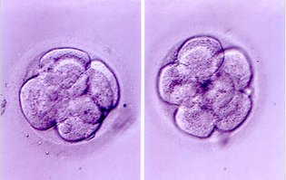 A micrograph of two embryos.
