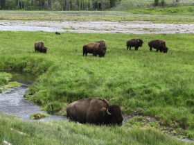 Yellowstone Bison