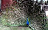 a peacock courting a peahen