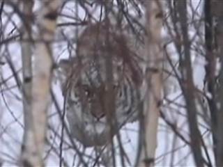 Vladimir Putin's Siberian Tiger Spotted in Northeast China