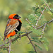 Red Bishop, Euplectes orix, Aiselby Farm, Bulawayo, Zimbabwe