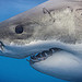 Close-up shark photos aim to break ‘Jaws’ stereotype: George’s research took him to Isla Guadalupe, an island located off the coast of Baja California known for its Great White Shark sightings. He bought a camera with waterproof housing ...