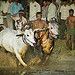 Thrilling photos by Anoop Negi reveal an Indian tradition in the farmlands of Kerala that most people have never seen.