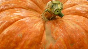 Giant pumpkins are fed through small stems (Credit: Jessica Savage)