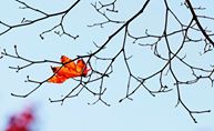 Fall leaves in Fredon Township, NJ 11/2/14 (Ed Murray | NJ Advance Media for NJ.com)