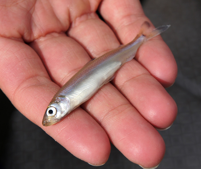 A Delta smelt. The species has been the subject of a decade of endangered species litigation. (Lauren Sommer/KQED)