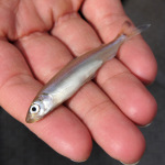 U.S. Supreme Court Rejects Appeal of Delta Smelt Ruling