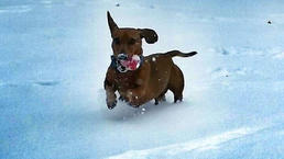 Pets in Snow - February 27, 2015