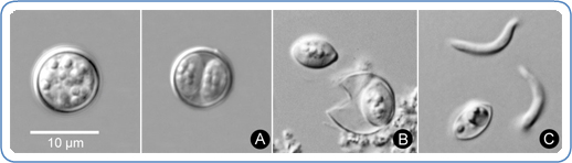 Oocysts of C. cayetanensis shown going from non-infective to infective and multiplying. Further description is below.