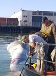 'Navigational hazards can come in all shapes and sizes.

So was the case Aug. 27 as crew members from the M/V Raccoon and Safe Boat, @[156299694393510:274:San Francisco District, US Army Corps of Engineers] debris-removal vessels, responded to a call from the National Oceanic and Atmospheric Administration to tow away a 30-foot whale carcass found floating in the Oakland Estuary. 

With the whale stuck under a dock at Mariner Square Marina in Alameda, crew members from the Safe Boat worked to hook the carcass and drag it out into open water where the M/V Raccoon, a much larger and powerful vessel, could tow it across the Bay to an undisclosed location on Angel Island. 

“It will be left there to decompose naturally,” said Marty Plisch, chief of Navigation Branch, who operated the Safe Boat during the early morning mission.

Exactly how the whale died remains undetermined until a necropsy is performed by scientists from the Marine Mammal Center in Marin, but clues, such as deep lacerations on the whale’s body, suggest it was struck by a large ship moving through the Bay.

“It is assumed the whale was brought in on the bow nose cone of a container ship and slipped while the vessel was turning in the turning basin,” said Derrick Dunlap, deputy chief of SPN’s Operations and Readiness Division.'