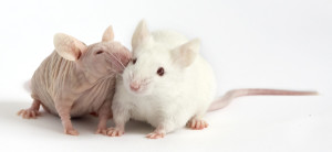 N:J, Stock Number 007850, outbred nude laboratory mouse. Shown with heterozygous albino littermate.