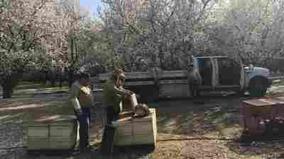 Earlier this year, beekeeper Brian Hiatt had millions bees working to pollinating almond trees across California.