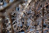 'Ice coats buds found on a tree on the West Side on March 2. (Derek Gee/Buffalo News)'