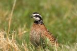 Bobwhite Quail