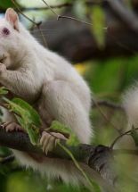 Albino squirrel 1