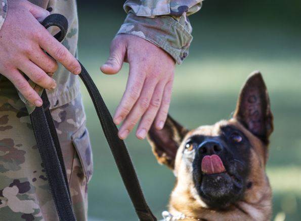 A military working dog handler signals his dog Sept. 20 during a demonstration at the Military Police Spouses Challenge at Fort Leonard Wood, Missouri. MPs attended events throughout the week to mark the regiment&#39;s 75th anniversary. (U.S. Army photo by Sgt. 1st Class Jacob Boyer/Released)