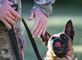 A military working dog handler signals his dog Sept. 20 during a demonstration at the Military Police Spouses Challenge at Fort Leonard Wood, Missouri. MPs attended events throughout the week to mark the regiment&#39;s 75th anniversary. (U.S. Army photo by Sgt. 1st Class Jacob Boyer/Released)