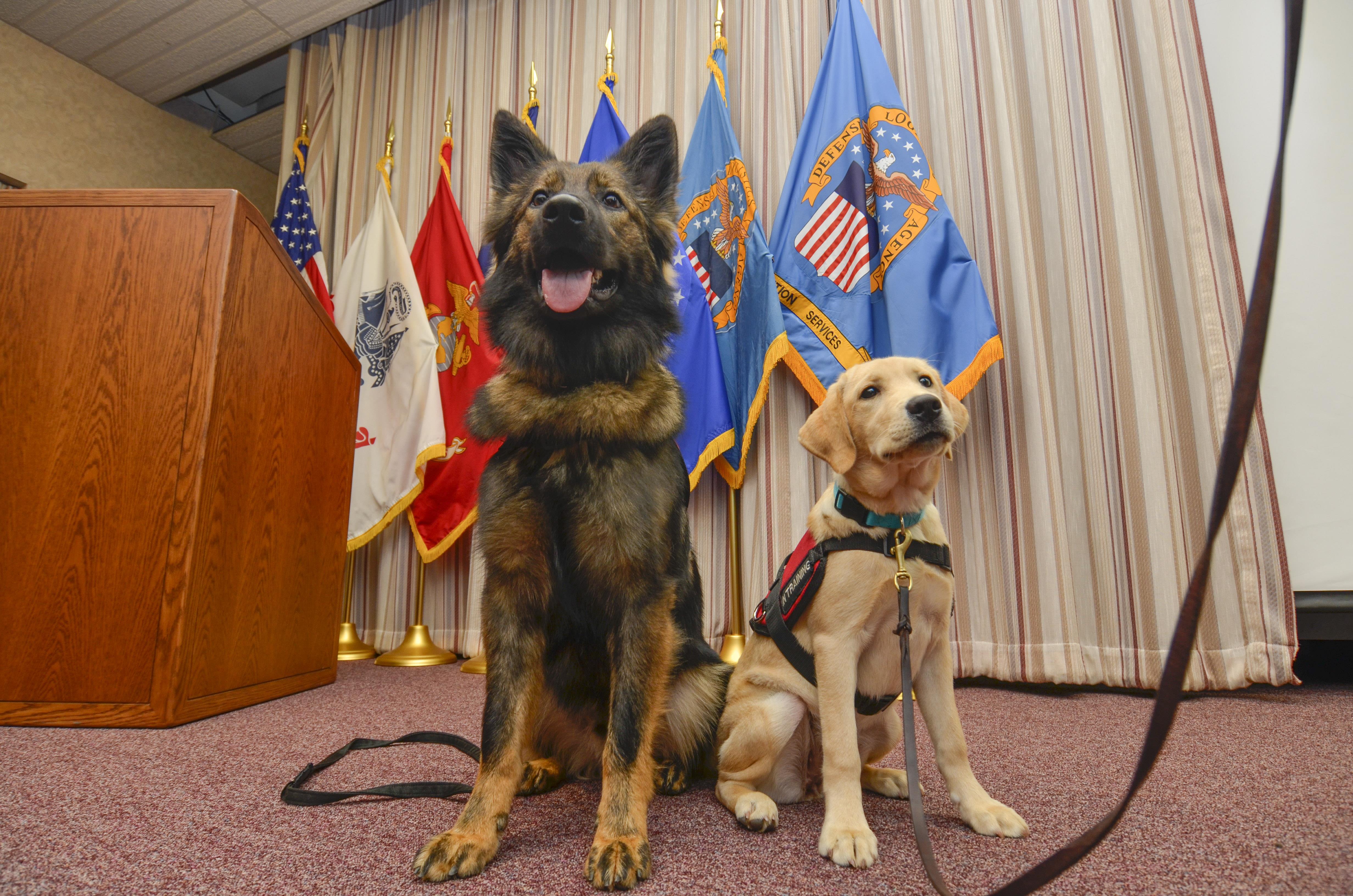 The Hart-Dole-Inouye Federal Center’s People With Disabilities Program on Oct. 5 had four special guests — including two who literally work their tails as they train to help former military personnel with post-traumatic stress disorder.