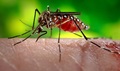 This photograph depicts a female Aedes aegypti mosquito, the species of mosquito primarily responsible for the spread of the Zika virus disease to people. 