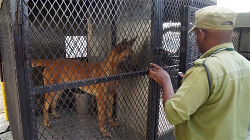 A Tanzanian canine handler opens the transport cage to retrieve his partner for the day's work at Dar Es Salaam, Tanzania, March 2, 2016. (U.S. Customs and Border Protection photo by Timothy Ryan/Released)