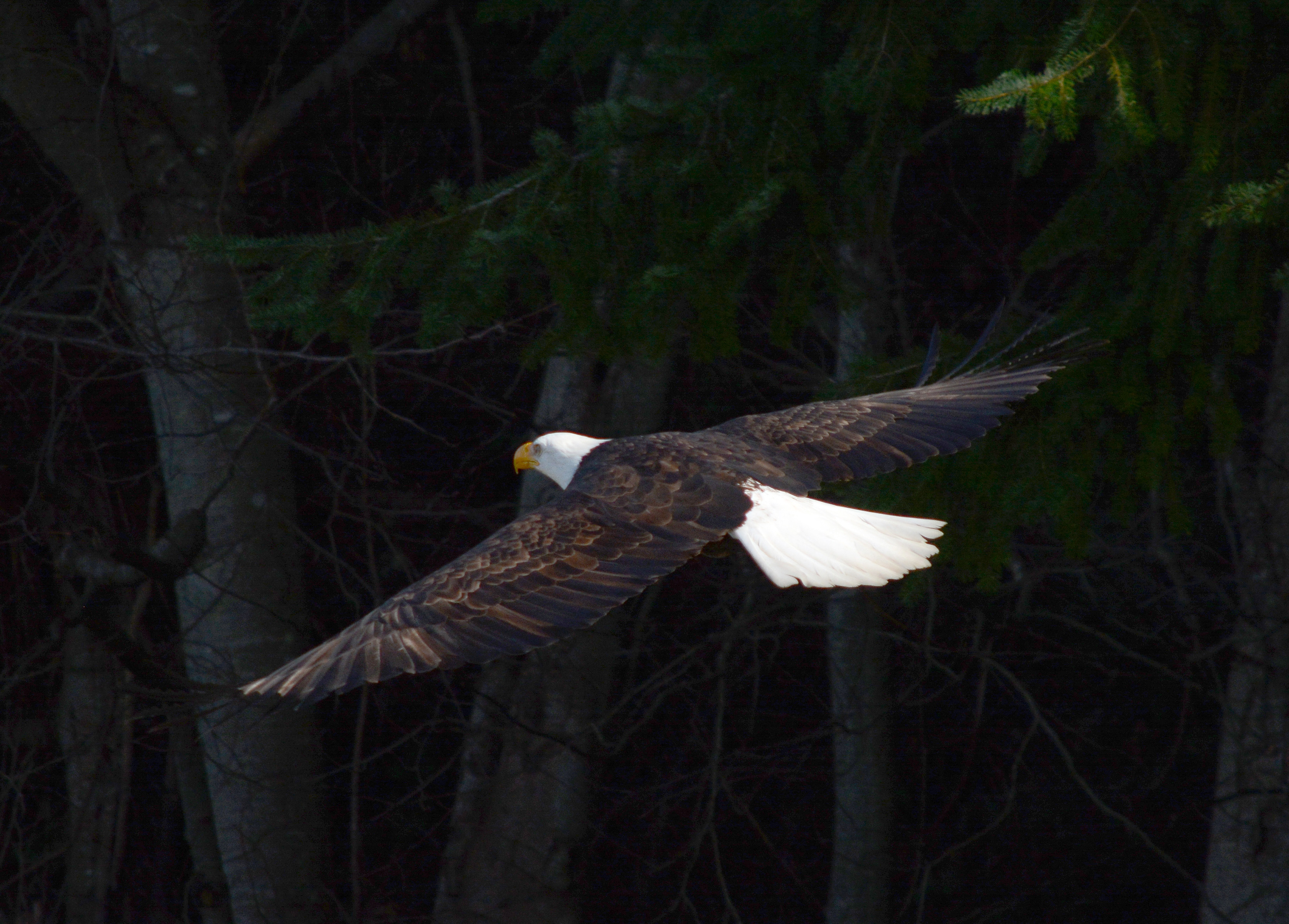 NAVAL MAGAZINE INDIAN ISLAND (February 9, 2016) – A bald eagle flies through the forest on Naval Magazine Indian Island. There are nine bald eagle nesting sites on the island that are protected by Navy personnel. (U.S. Navy photo by Mass Communication Specialist 1st Class Jeffry A. Willadsen/Released)
