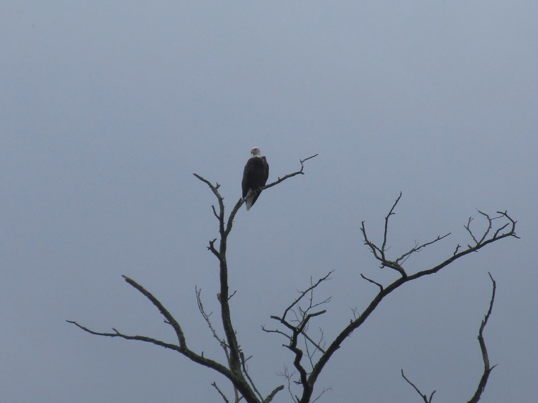 Team has Eagle eye on floodplain project