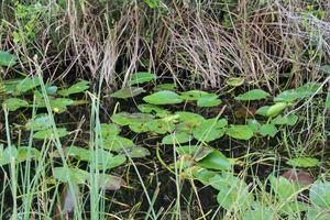 No visit to the Everglades is ever complete without seeing alligators. The Chinese delegation was lucky to see a rare sight -- several nests of tiny striped baby alligators.