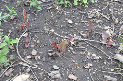 Japanese Knotweed - Early Season