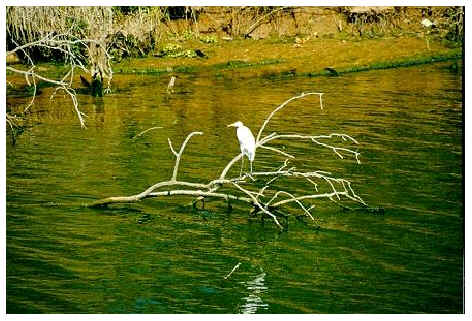 Heron fishing on the  Red River