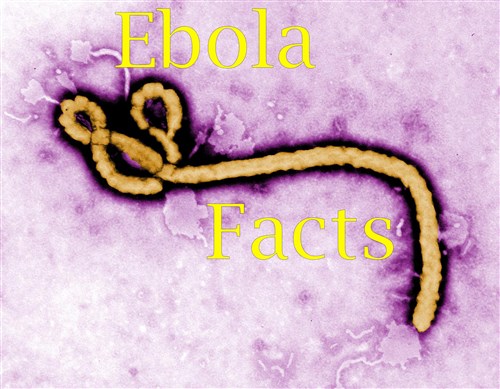 The Ebola virus causes an acute, serious illness which is often fatal if untreated. The incubation period, that is, the time interval from infection with the virus to onset of symptoms is 2 to 21 days. Humans are not infectious until they develop symptoms. First symptoms are the sudden onset of fever fatigue, muscle pain, headache and sore throat. This is followed by vomiting, diarrhea, rash, symptoms of impaired kidney and liver function, and in some cases, both internal and external bleeding. Laboratory findings include low white blood cell and platelet counts and elevated liver enzymes. 