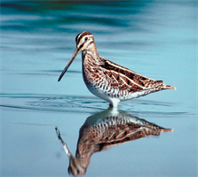 A variety of birds, such as the long-billed dowitcher, call Hamilton home. 