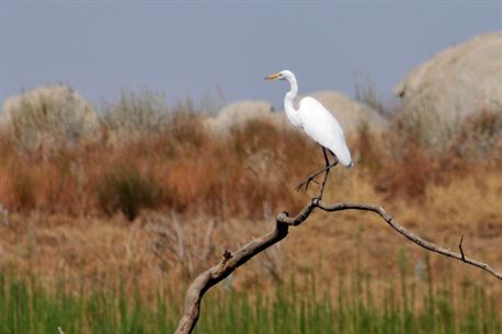 Wildlife at Eastman Lake