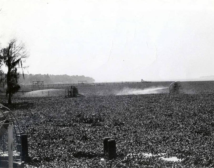 St Johns River, Riverdale 1973