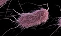 Escherichia coli (E. coli) bacteria normally live in the intestines of people and animals. 