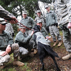 A group of service members greeting and petting a combat dog